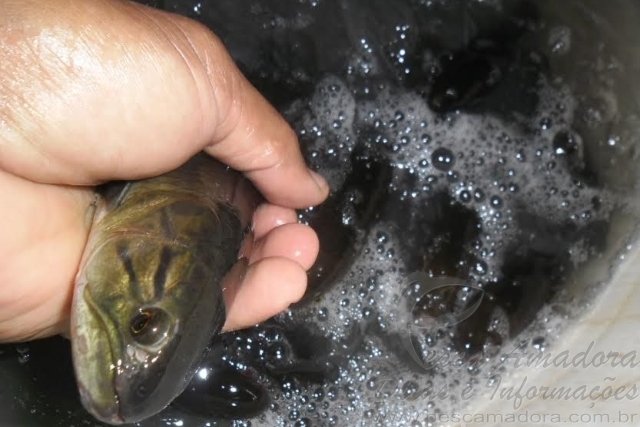 PMA apreende carga ilegal de 2 mil iscas vivas em MS