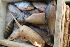 PMA apreende cerca de 200 kg de pescado armazenados de forma ilegal no Tocantins 2