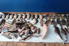 pma-apreende-dupla-com-68-kg-de-pescado-ilegal-em-mato-grosso