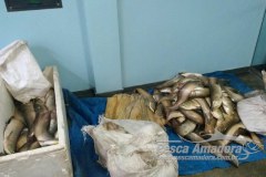 PMA apreende embarcacao com 380 kg de pescado ilegal no Amazonas 5