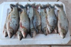 pma-apreende-homem-transportando-pescado-ilegal-do-rio-aquidauana-ms