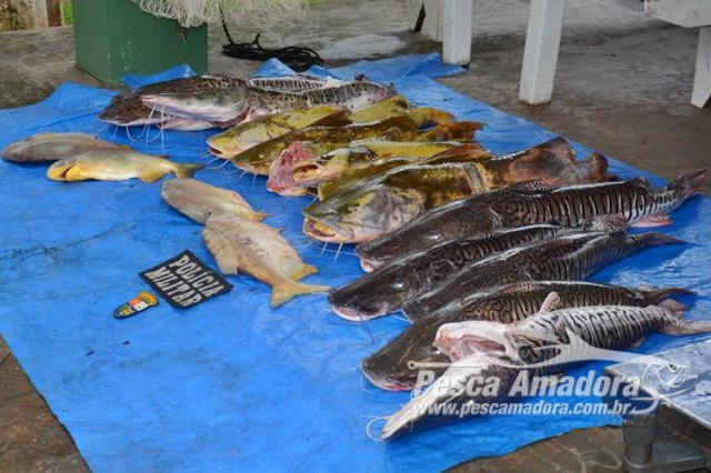 PMA apreende mais de 100 Kg de pescado irregular no Rio Vermelho no MT