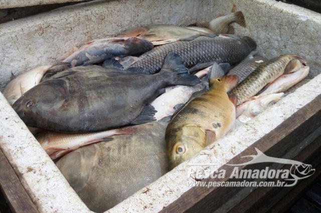 PMA apreende 170 kg de pescado ilegal no Rio Jamari em Monte Negro (RO)