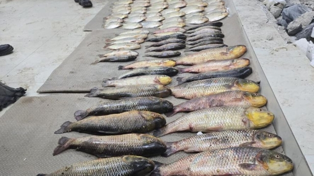 PMA apreende mais de 50kg de pescado ilegal em Santo Antônio de Leverger (MT)