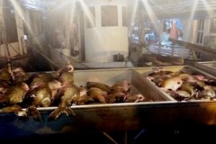 PMA apreende mais de duas toneladas de tambaqui ilegal em Manaus-AM