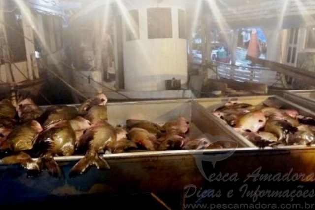 PMA apreende mais de duas toneladas de tambaqui ilegal em Manaus-AM