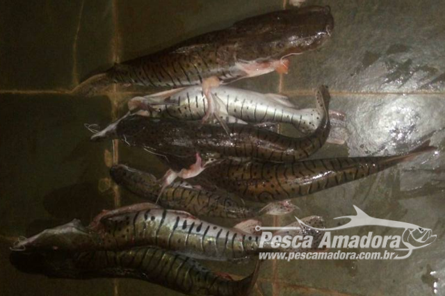 PMA apreende material de caça, carnes de animais silvestres e pescado ilegal em Goiás
