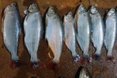 pma-apreende-material-predatorio-e-prende-dois-homens-por-pescailegal-no-rio-parana-2