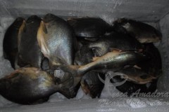 PMA apreende pacus fora da medida no Rio Paraqguai-MS