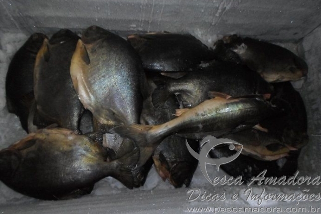 PMA autua pescador com 29 kg de pescado fora da medida no MS