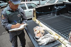 PMA apreende peixes durante fiscalizacao no rio Tiete-SP