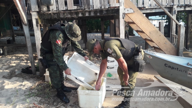 PMA apreende peixes ornamentais em área de preservação permanente no Pará