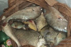 PMA apreende pescado e 400 metros de redes no Rio Pardo-MS