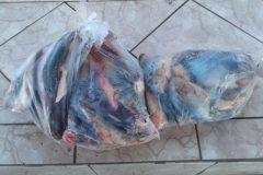 pma-apreende-pescado-e-autua-duas-pessoas-por-falta-de-licenca-em-ms