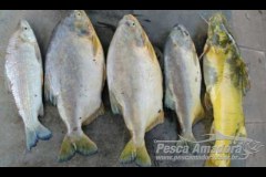 PMA apreende pescado e autua pescador por pesca ilegal no Rio Aquidauana-MS