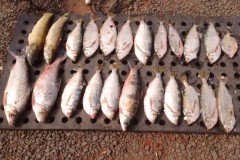 PMA apreende pescado e redes de pesca ilegal no Rio Tres Pontes no interior de SP