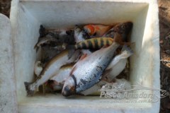 PMA apreende pescado ilegal e 250 m de redes no Tocantins 2