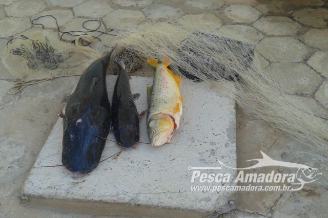 PMA apreende pescado ilegal e autua infrator em R$ 1,3 mil no Rio Aquidauana-MS