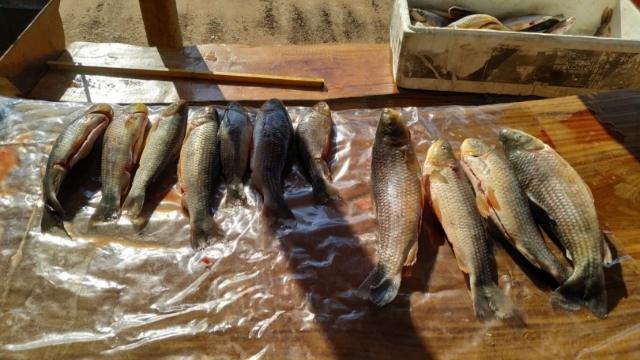 PMA apreende pescado ilegal e autua infrator por falta de licença de pesca em MS