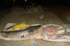 PMA apreende pescado ilegal e redes de pesca no Rio Aquidauana-MS