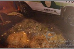 PMA apreende pescado ilegal e redes no Rio Corumbatai-PR