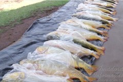 PMA apreende pescado ilegal em Rondonopolis-MT (Imagem: TV Cidade Record)