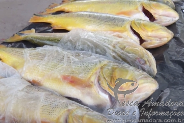 PMA apreende pescado ilegal em Rondonópolis-MT