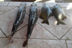 PMA apreende pescado ilegal no Rio Aquidauana-MS