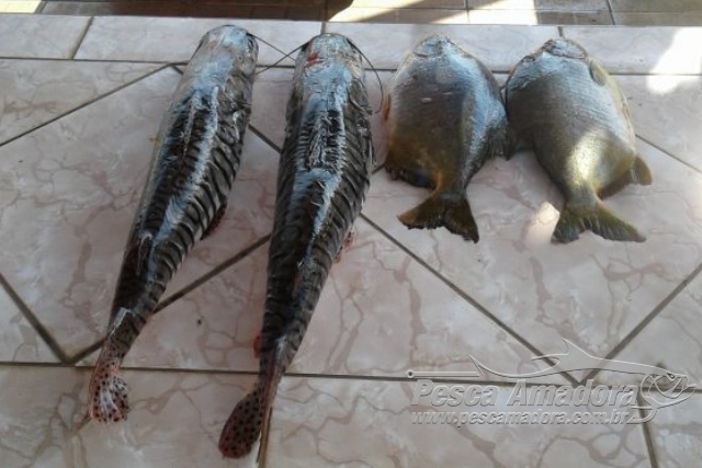 PMA apreende pescado ilegal no Rio Aquidauana-MS