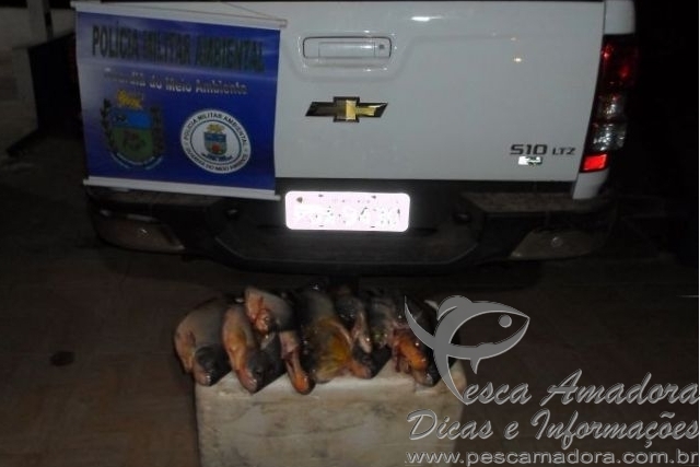 PMA apreende pescado ilegal no Rio Miranda-MS