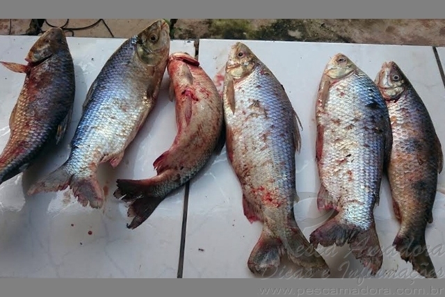 PMA apreende pescado ilegal próximo ao Rio Aquidauana no MS