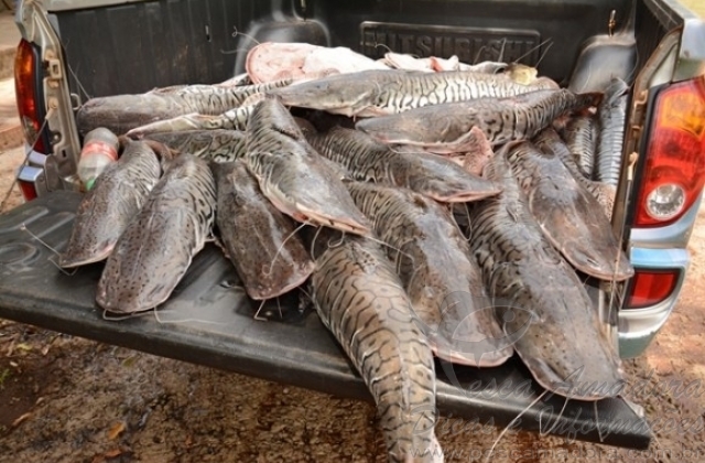 Pescador profissional é preso ao ser flagrado com 200Kg de pescado ilegal no MT