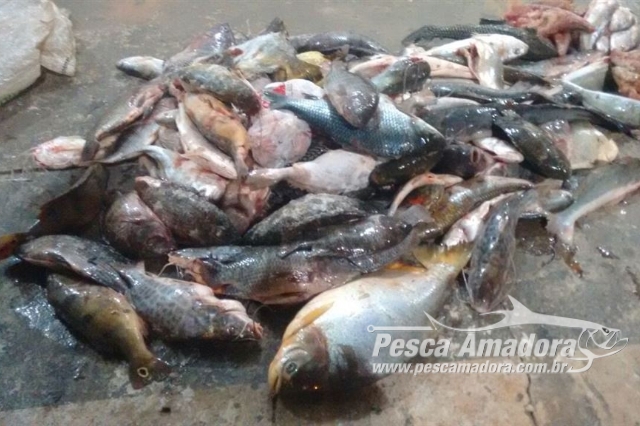 PMA apreende redes, armas e 60 kg de pescado ilegal no Rio Congonhas em Uraí-PR