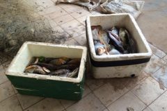 PMA apreende redes de pesca arpao e 45 kg de pescado ilegal no AP