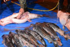 pma-apreende-redes-de-pesca-e-80-kg-de-pescado-ilegal-apos-denuncia-no-mt-2