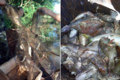 PMA apreende redes de pesca e peixes no Lago de Itaipu-PR