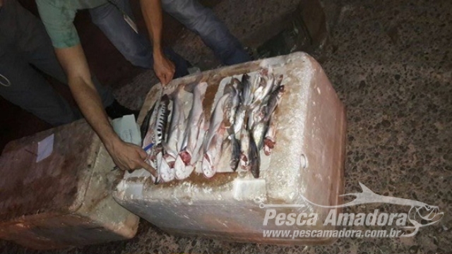 PMA apreende redes e 22 kg de pescado ilegal no Rio Araguaia em MT