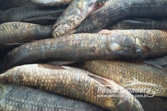 PMA apreende redes e 30 kg de pescado ilegal no Rio Aguapeí em Pacaembu (SP)