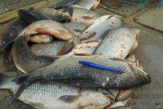 PMA apreende 85m de redes e 34 kg de pescado ilegal no Rio Imbituvão-PR