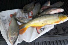 pma-apreende-redes-e-7-kg-de-pescado-ilegal-no-vale-do-prata-em-mato-grosso-2