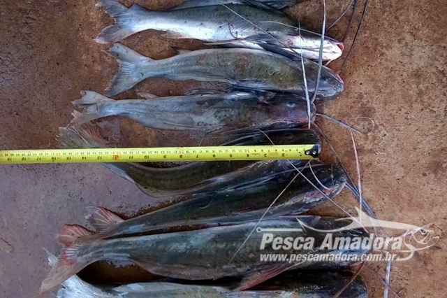 PMA apreende redes e pescado ilegal durante operação Corpus Chisti em Goiás