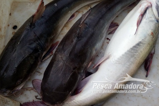 PMA apreende redes e pescado ilegal durante fiscalização na Foz do Rio Itapemirim-ES