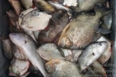 PMA apreende redes e pescado ilegal em rios de MS
