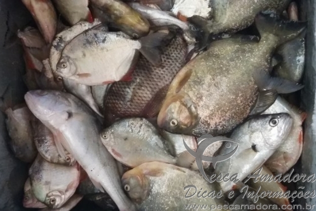 PMA apreende redes e pescado ilegal em rios de MS