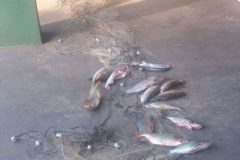 pma-apreende-redes-pescado-ilegal-e-prende-homem-por-pesca-predatoria-em-mt