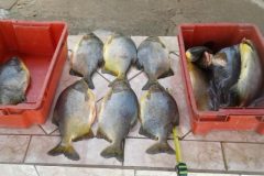 PMA apreende tres pessoas e 45 kg de pescado ilegal abaixo da medida em MS 2