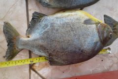 PMA apreende tres pessoas e 45 kg de pescado ilegal abaixo da medida em MS