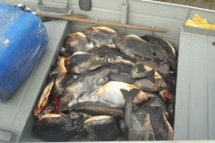 PMA apreendem 130 kg de pescado capturados irregularmente em MS 2