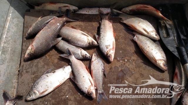 PMA autua 10 infratores por pesca ilegal em fiscalização no Rio Mogi Guaçu em Pirassununga (SP)