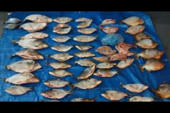 pma-autua-assentado-em-r-17-mil-por-armazenar-52-kg-de-pescado-ilegal-em-ms